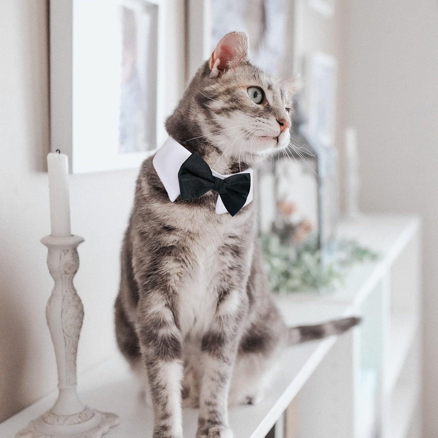 formal necktie bow tie black white