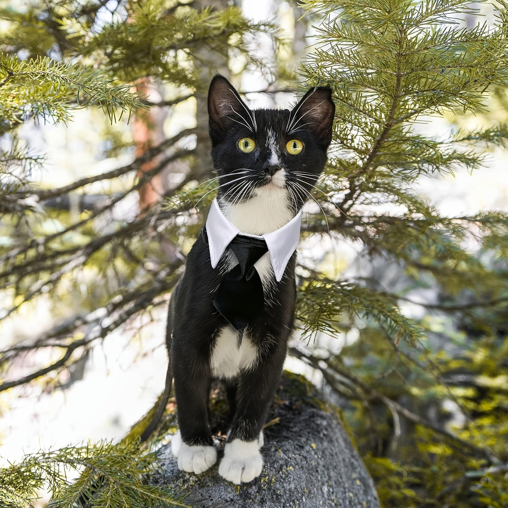 formal necktie bow tie black white